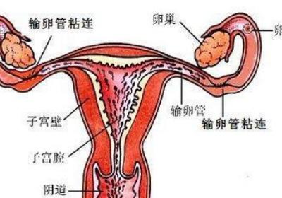 输卵管不通的话还能测到排卵吗
